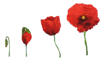 4 poppies